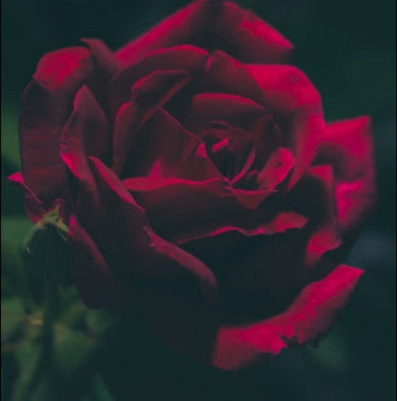 britiany_rose